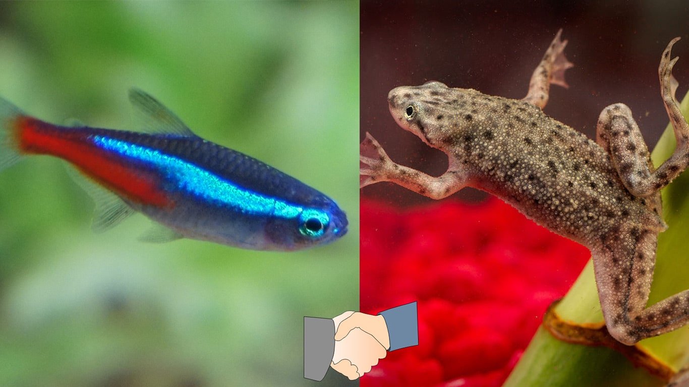 Neon Tetra and African Dwarf Frogs