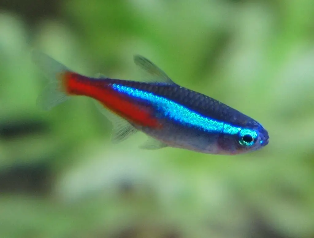 neon tetra fish food