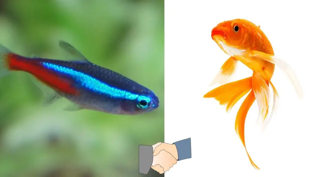 Can Neon Tetra and Goldfish live together