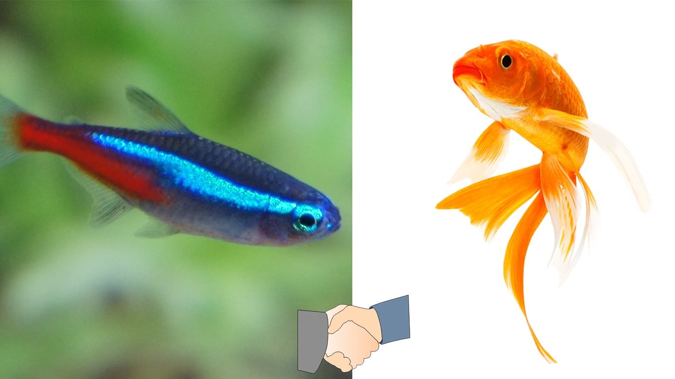 Can Neon Tetra and Goldfish Live Together? - Are They Good Tank Mates?
