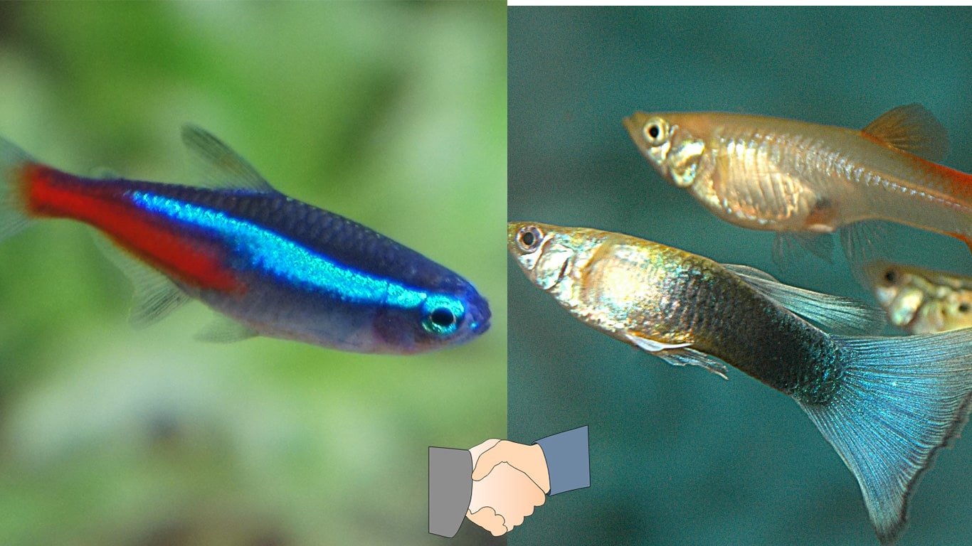 are tetra and guppy compatible
