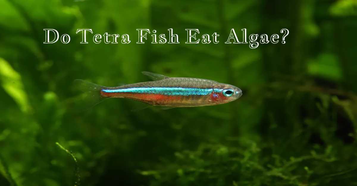 do tetra fish eat algae