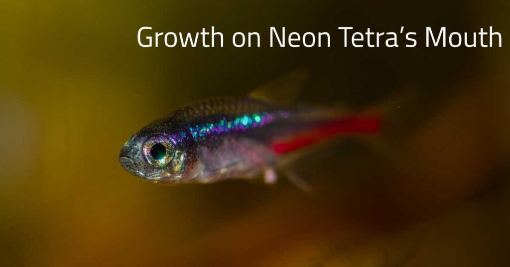 Growth on Neon Tetra’s Mouth