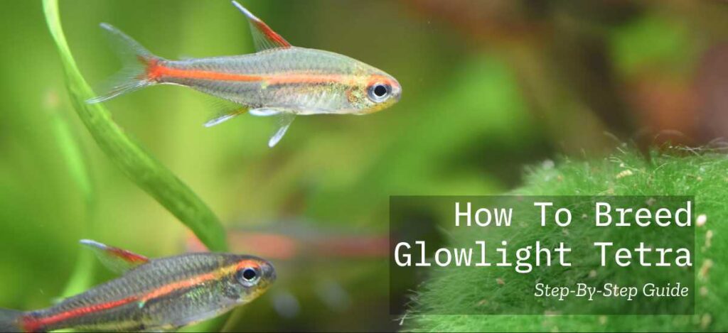 How To Breed Glowlight Tetras