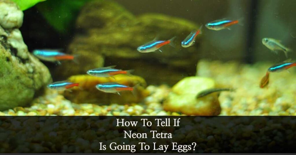 How To Tell If A Neon Tetra Is Going To Lay Eggs