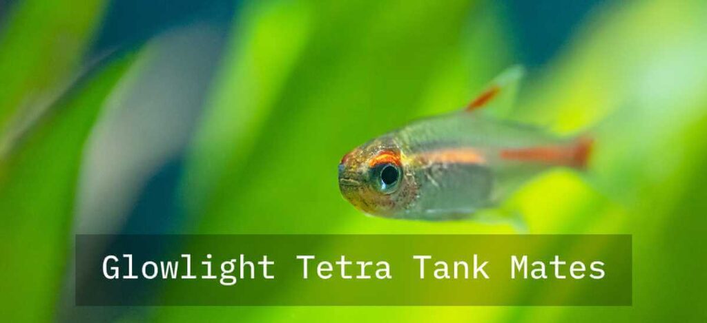 glowlight tetra tank mates