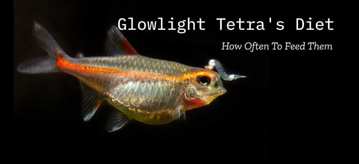 glowlight tetra's diet