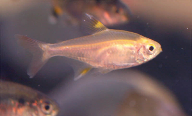 gold neon tetra