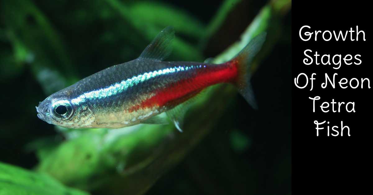 growth stage of neon tetra