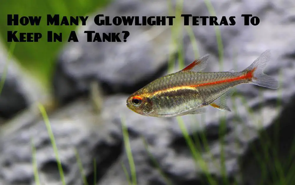 How Many Glowlight Tetras To Keep In A Tank
