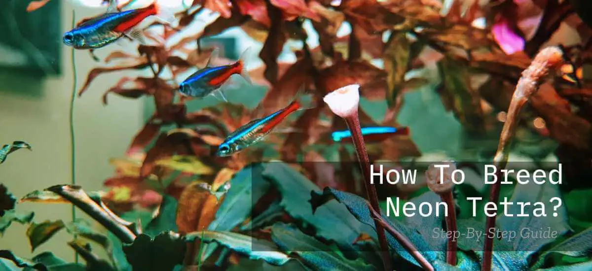 How To Breed Neon Tetras
