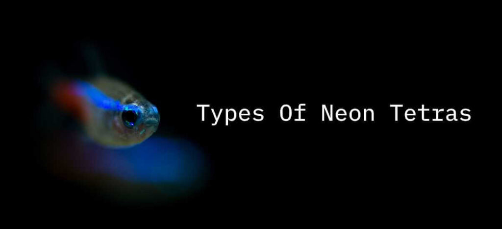 Types Of Neon Tetras
