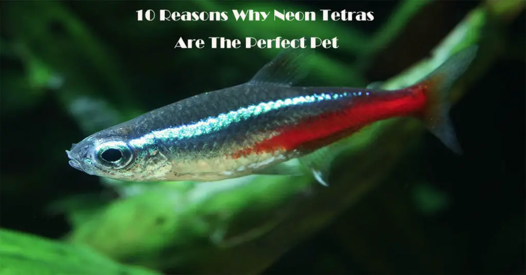 Neon Tetras are the Perfect pet