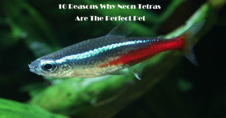 neon tetra lifespan neon tetra lifespan