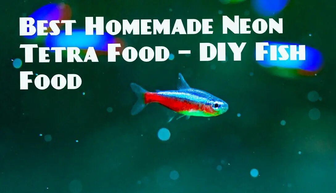Homemade Neon Tetra Food