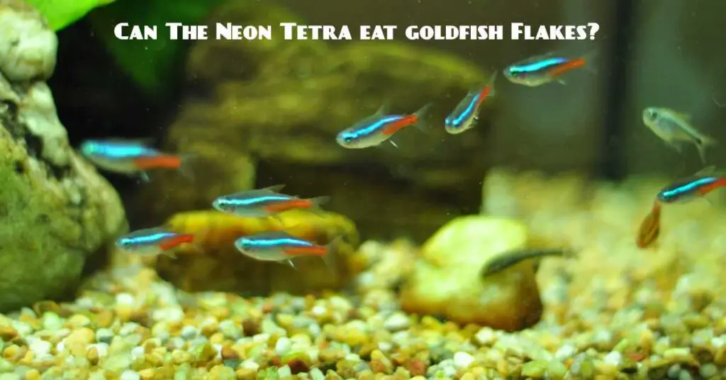Neon Tetra Eat Golden Flakes
