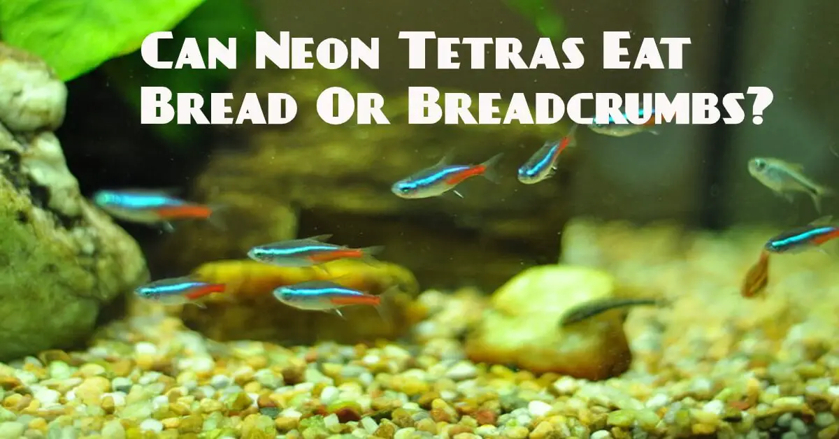 Neon Tetras Eat Bread