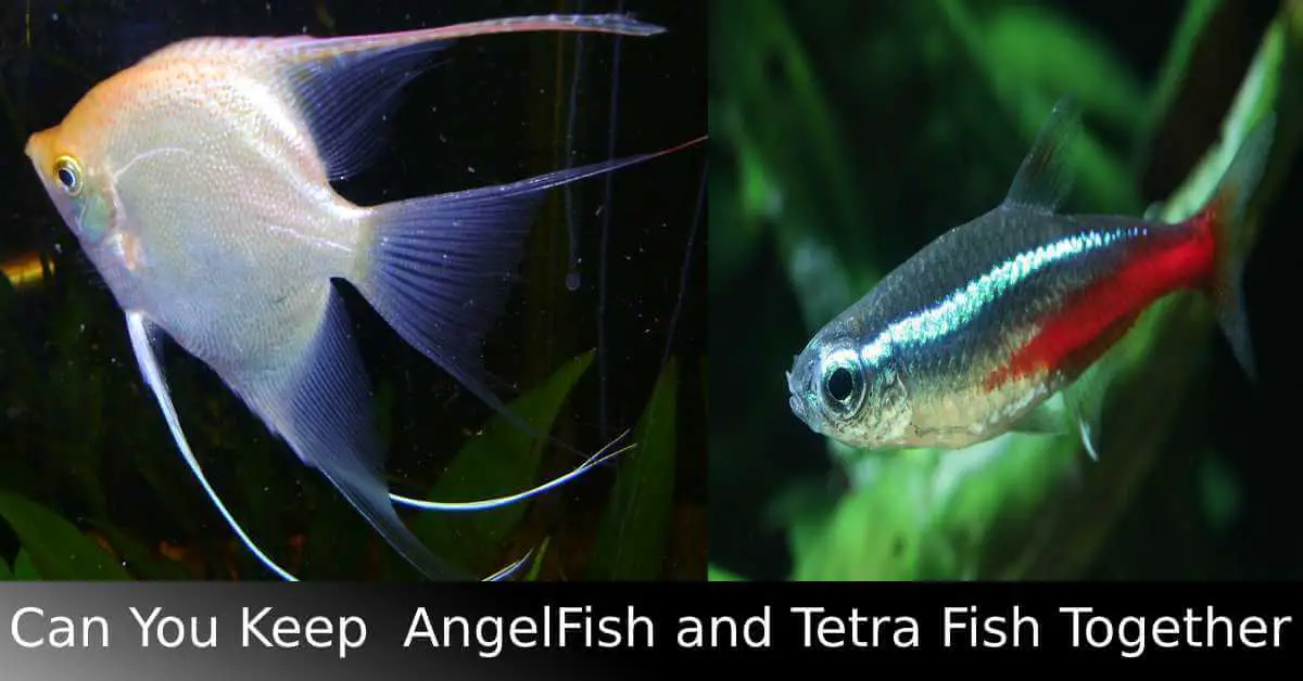 can you keep tetra fish and angelfish together