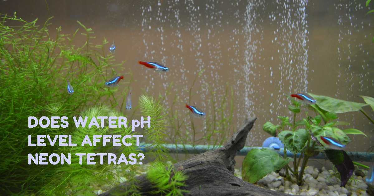 Water pH Level Affect Neon Tetras