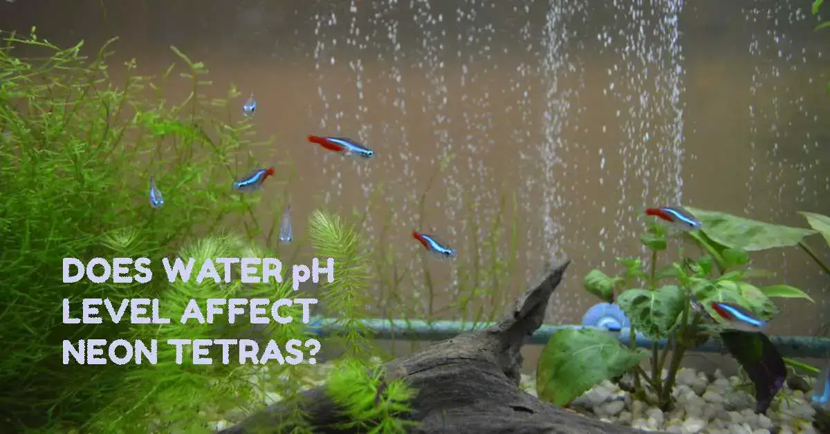 Does Water Ph Level Affect Neon Tetras Tetra Fish Care