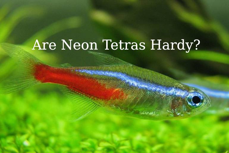 Are Neon Tetras Hardy Fish? Here Is What You Need To Know - Tetra Fish Care