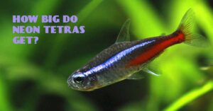 How Big Do Neon Tetras Grow In Size? - Tetra Fish Care