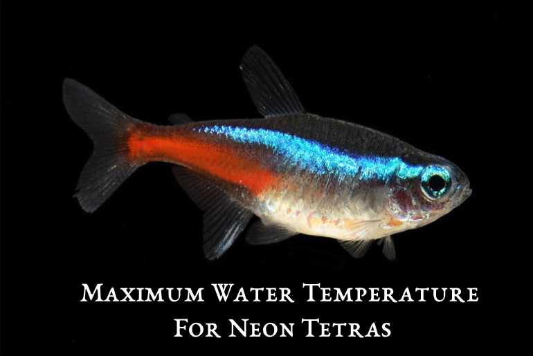 Maximum water temperature for neon tetras