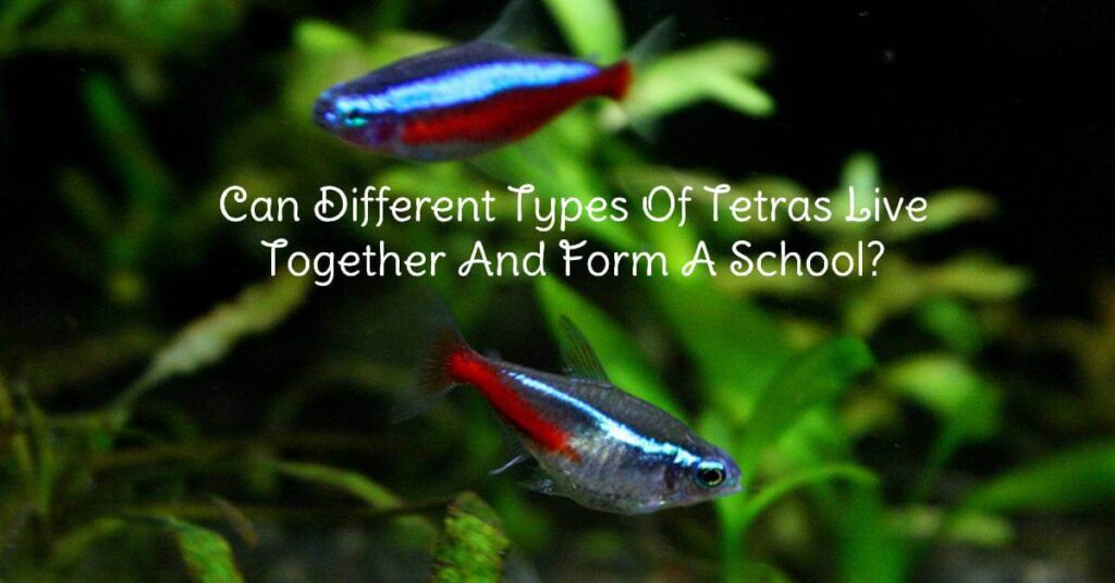 Different Types Of Tetras
