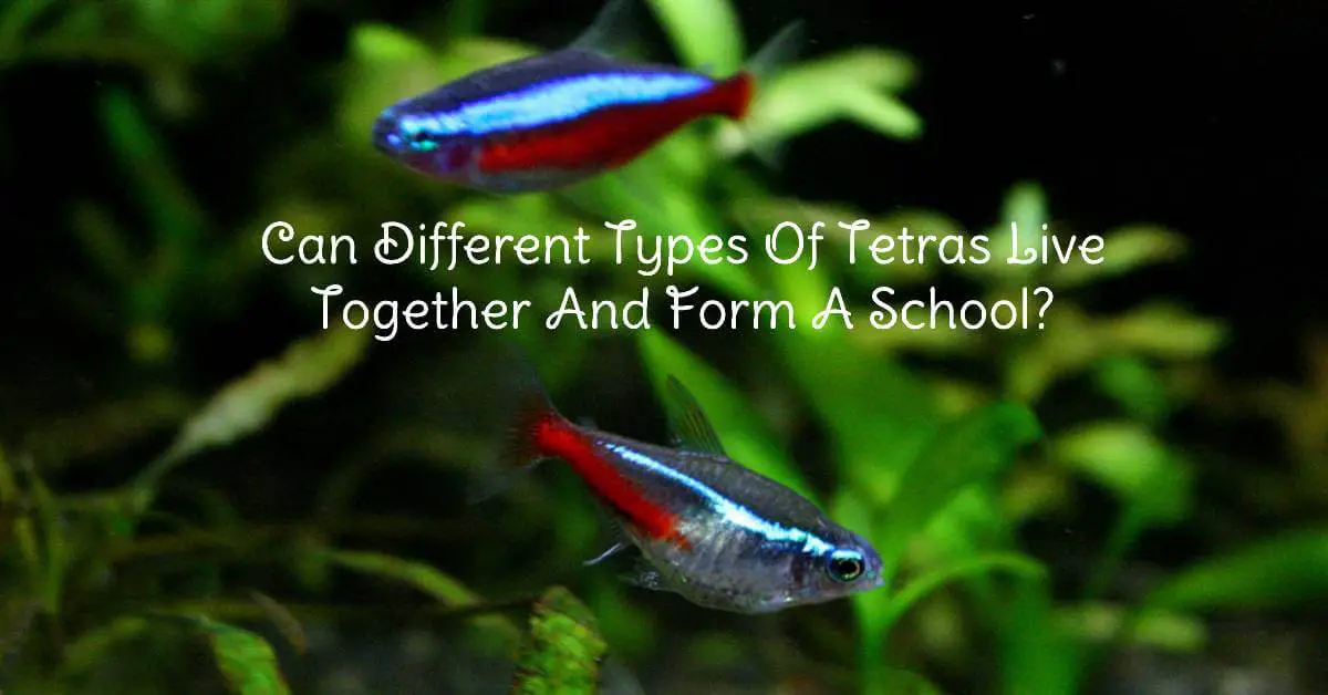 Why dont my tetras school? They hang out together but sometimes they split  off into 2 groups and they are never in sync like schooling fish are. :  r/aquarium