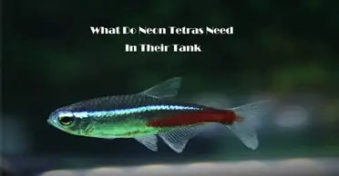 Neon Tetra  Real Aquatics