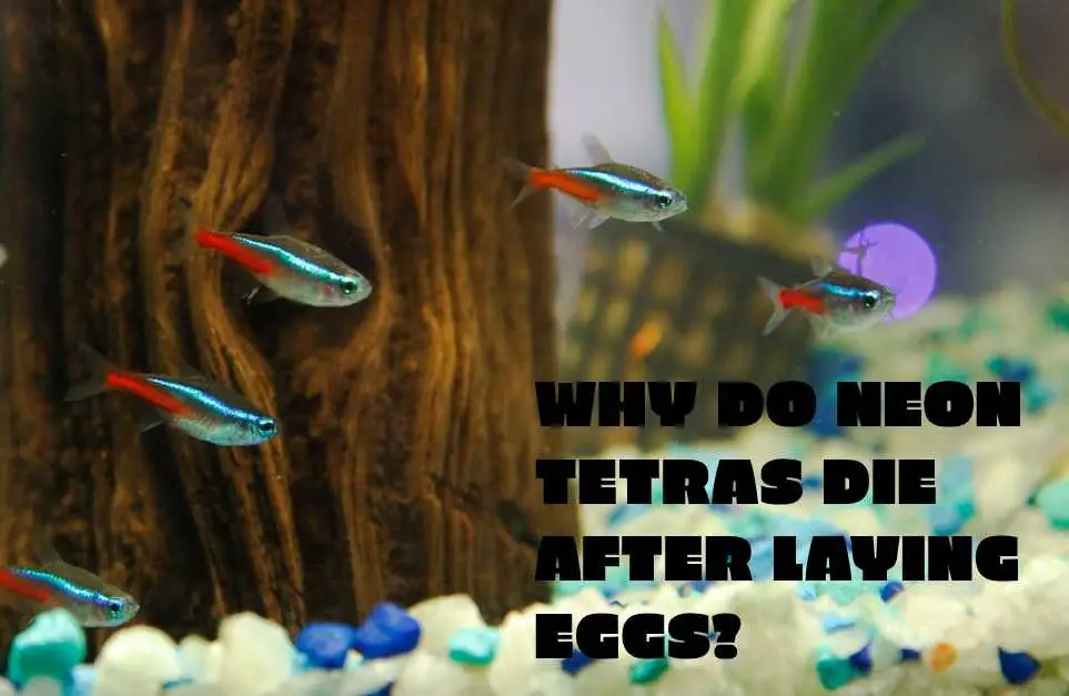 Why Do Neon Tetras Die After Laying Eggs