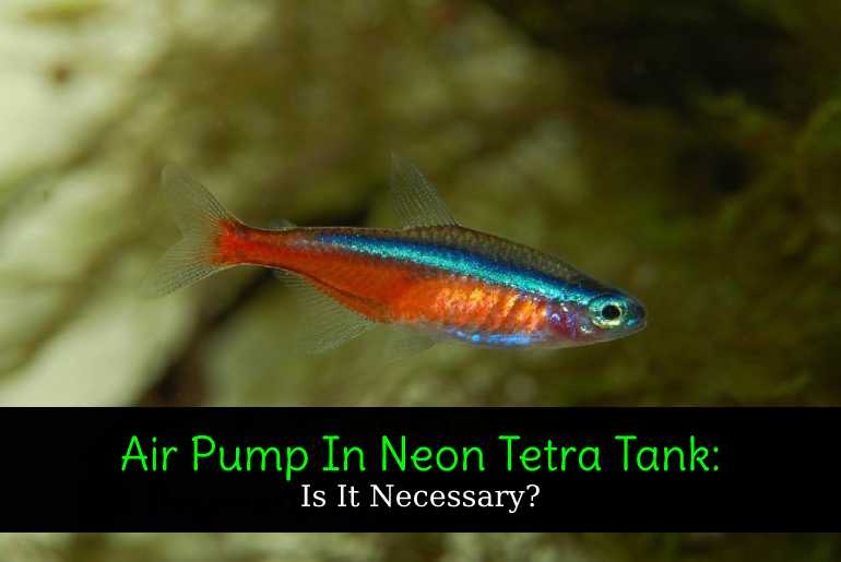 air pump in neon tetra tank