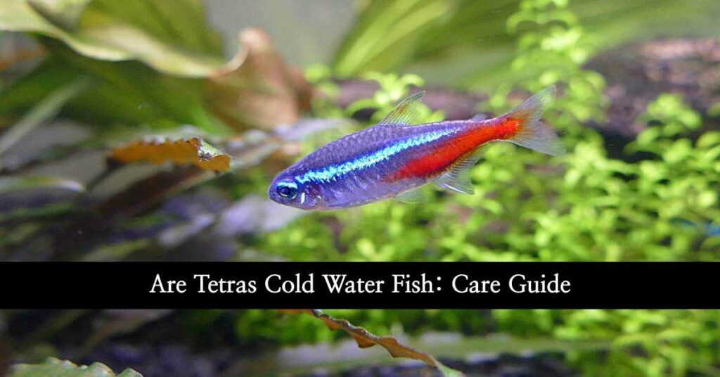 Tetras Cold Water Fish
