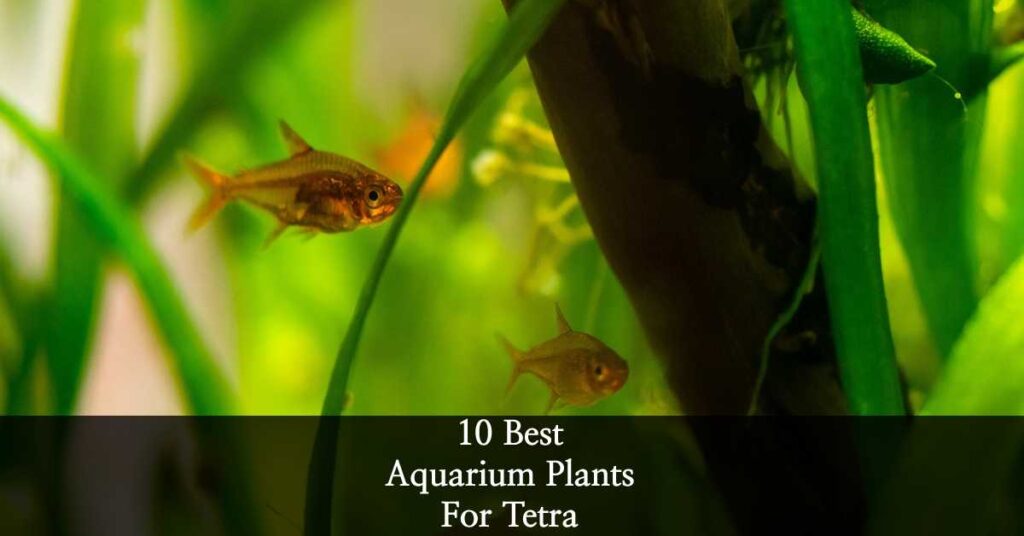 Aquarium Plants For Tetra
