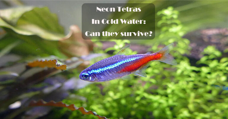 Can Neon Tetra Survive In Cold Water Tetra Fish Care