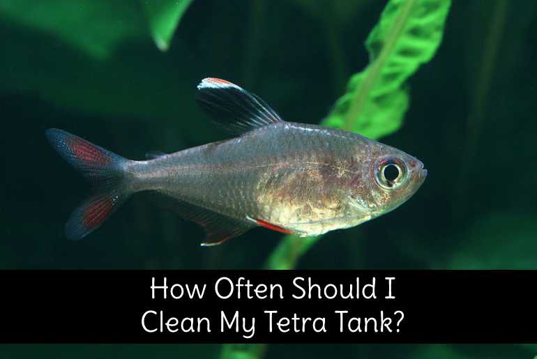 How often to clean tetra tank