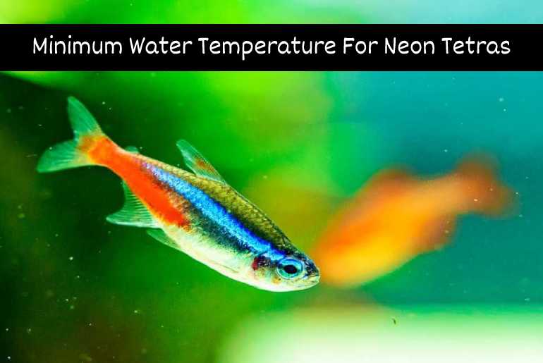 Minimum Water Temperature For Neon Tetras