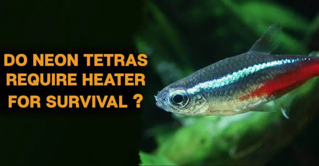 neon tetras need heater to survive