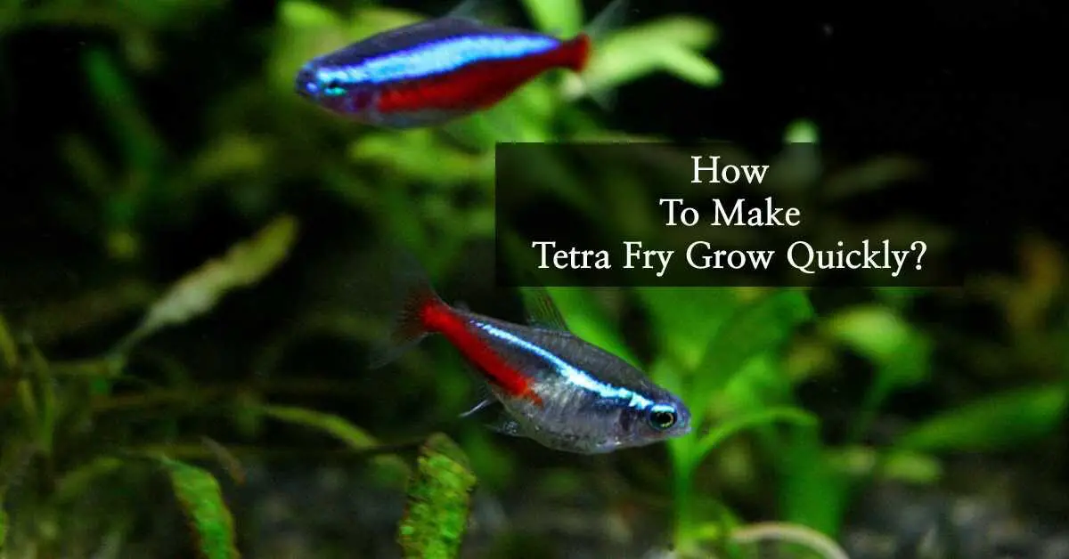 tetra fry grow quickly