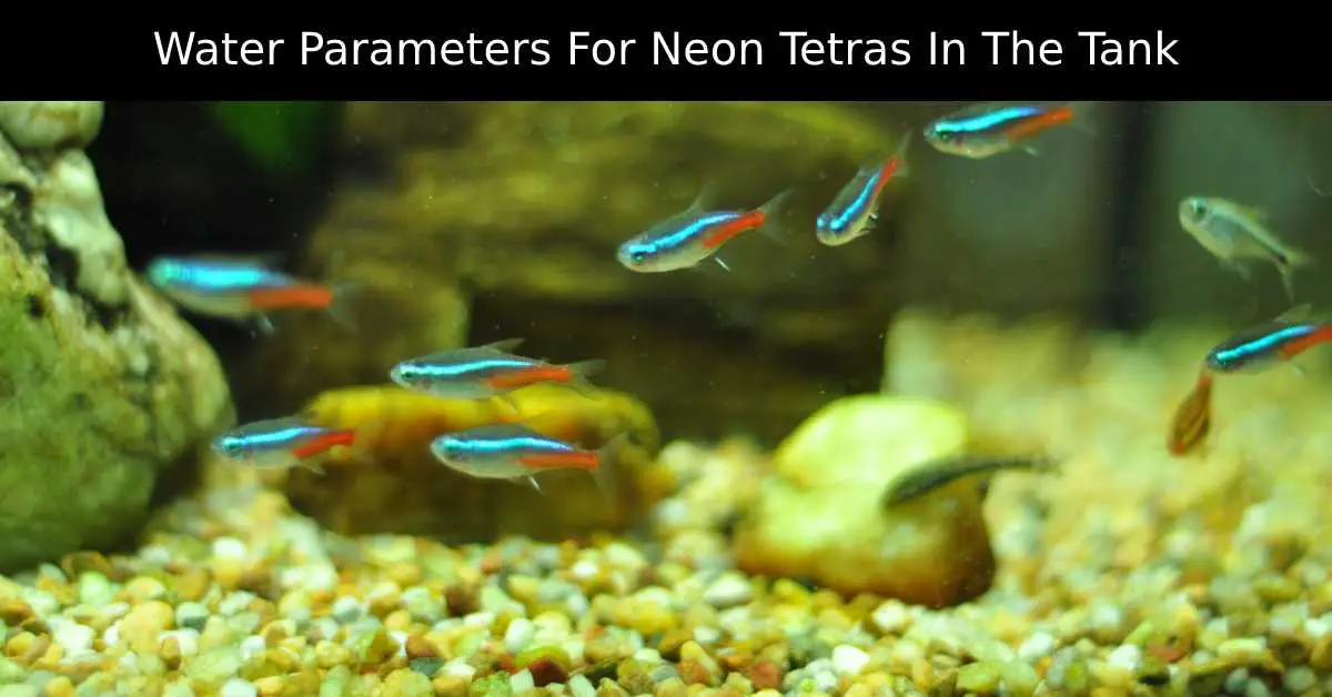 The Best Water Parameters For Neon Tetras In The Tank Tetra Fish Care