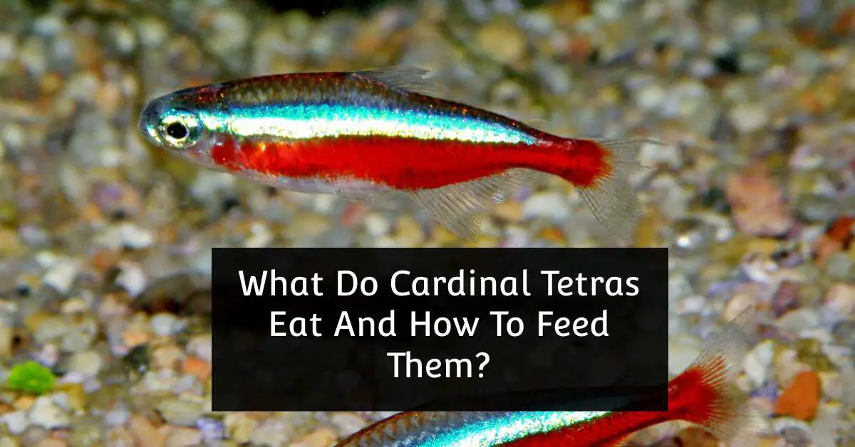what do cardinal tetras eat