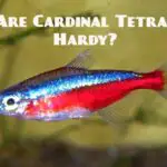 Balloon Red Eyed Tetra Profile Everything You Need To Know Tetra Fish Care