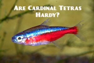 Are Cardinal Tetras Hardy Fish: Shocking Truth - Tetra Fish Care