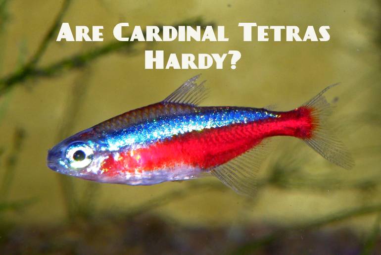 cardinal tetras hardy