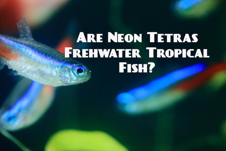 Are Neon Tetras Freshwater Tropical Fish?