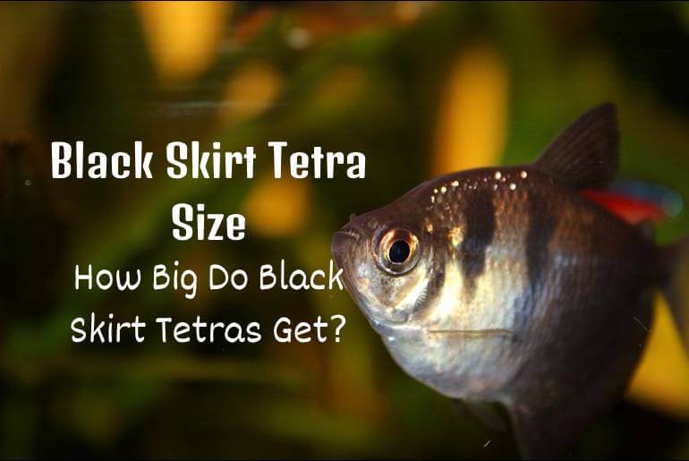 black skirt tetra size