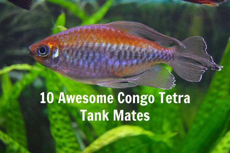 Congo tetra tank mates