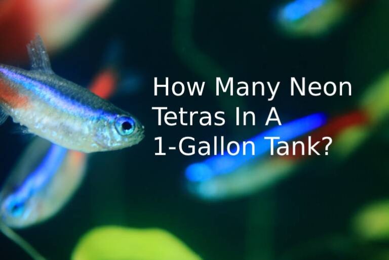 How many tetras in a 1 gallon tank?