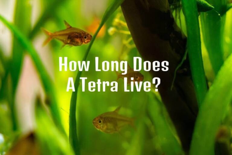 How Long Do Tetra Fish Live