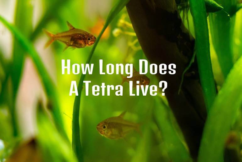 how long does a tetra live